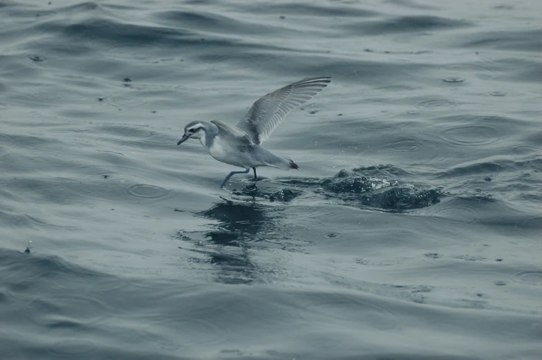 an image of seagulls in flight over the water