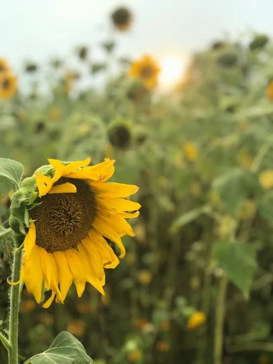 a large field full of sunflowers during the day