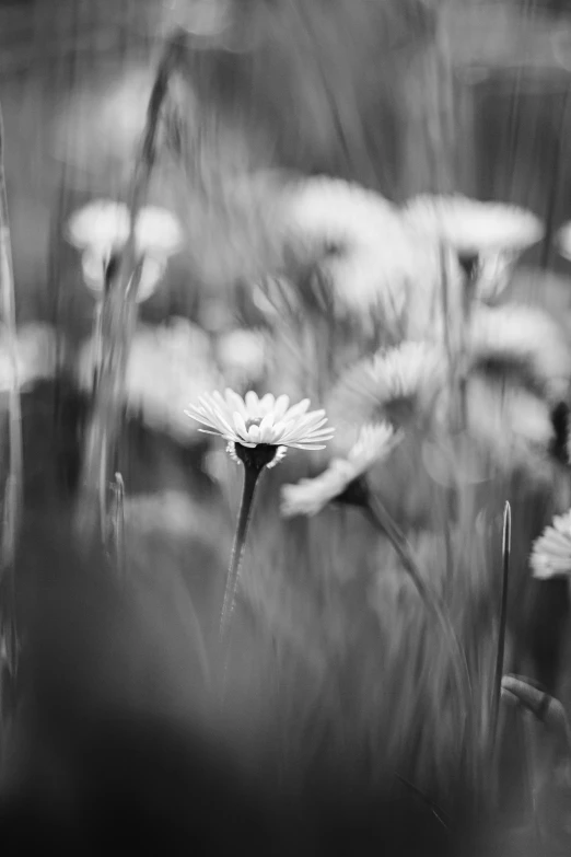 a single daisy is pographed in black and white