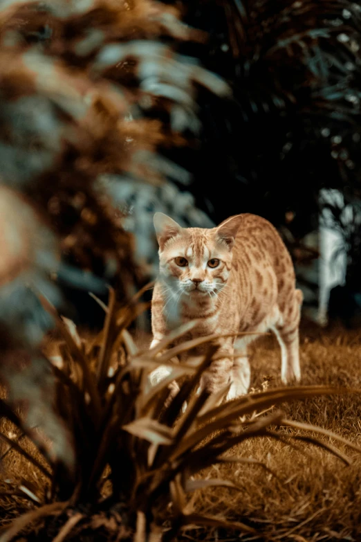 a cat walking across some grass in the sun