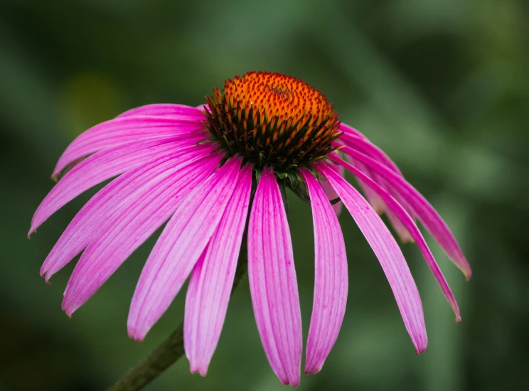 purple cone flower blooming in the sun