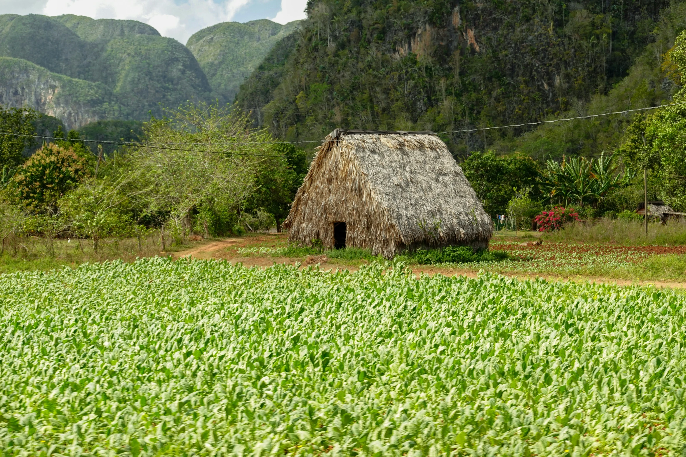 an old thatch - roofed hut in a lush green landscape