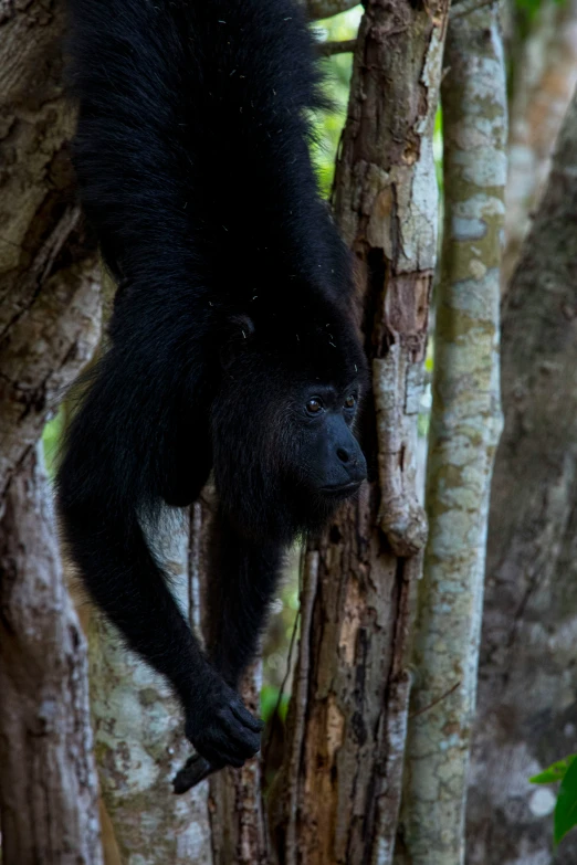 a black monkey hanging on the side of a tree