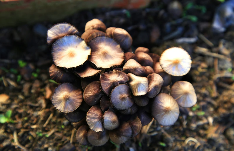 some mushrooms are sitting on the dirt in a flower pot