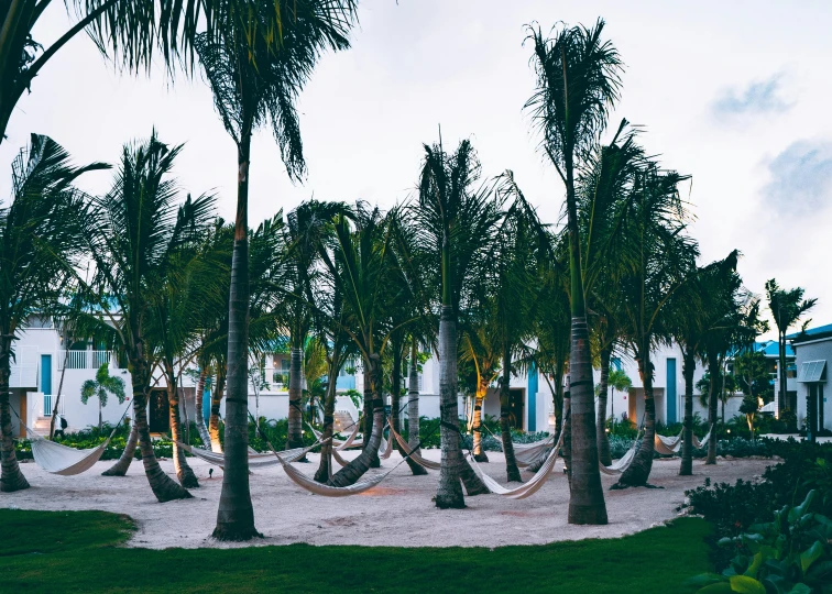 palm trees are growing in the grass near some white buildings