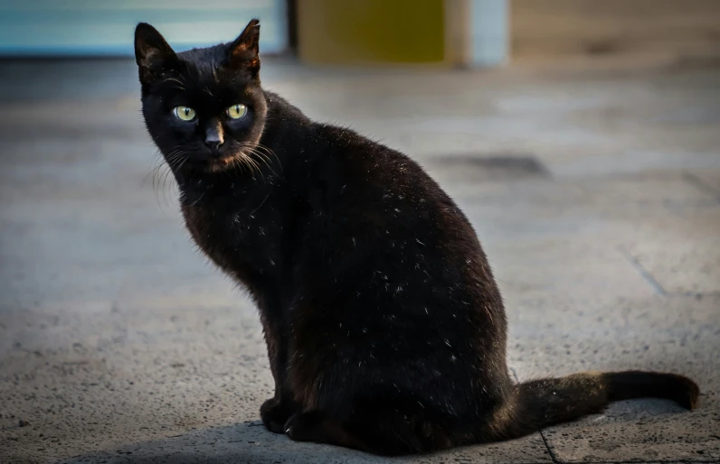 a black cat sitting on the ground with white spots