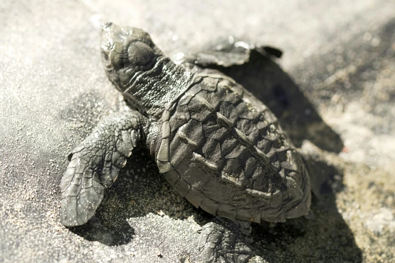 a baby turtle crawling into the sand