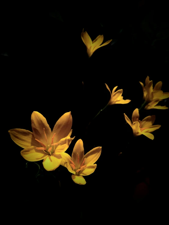 a bouquet of flowers that are in the dark