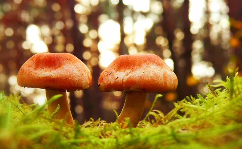 two mushrooms are sitting on the green grass