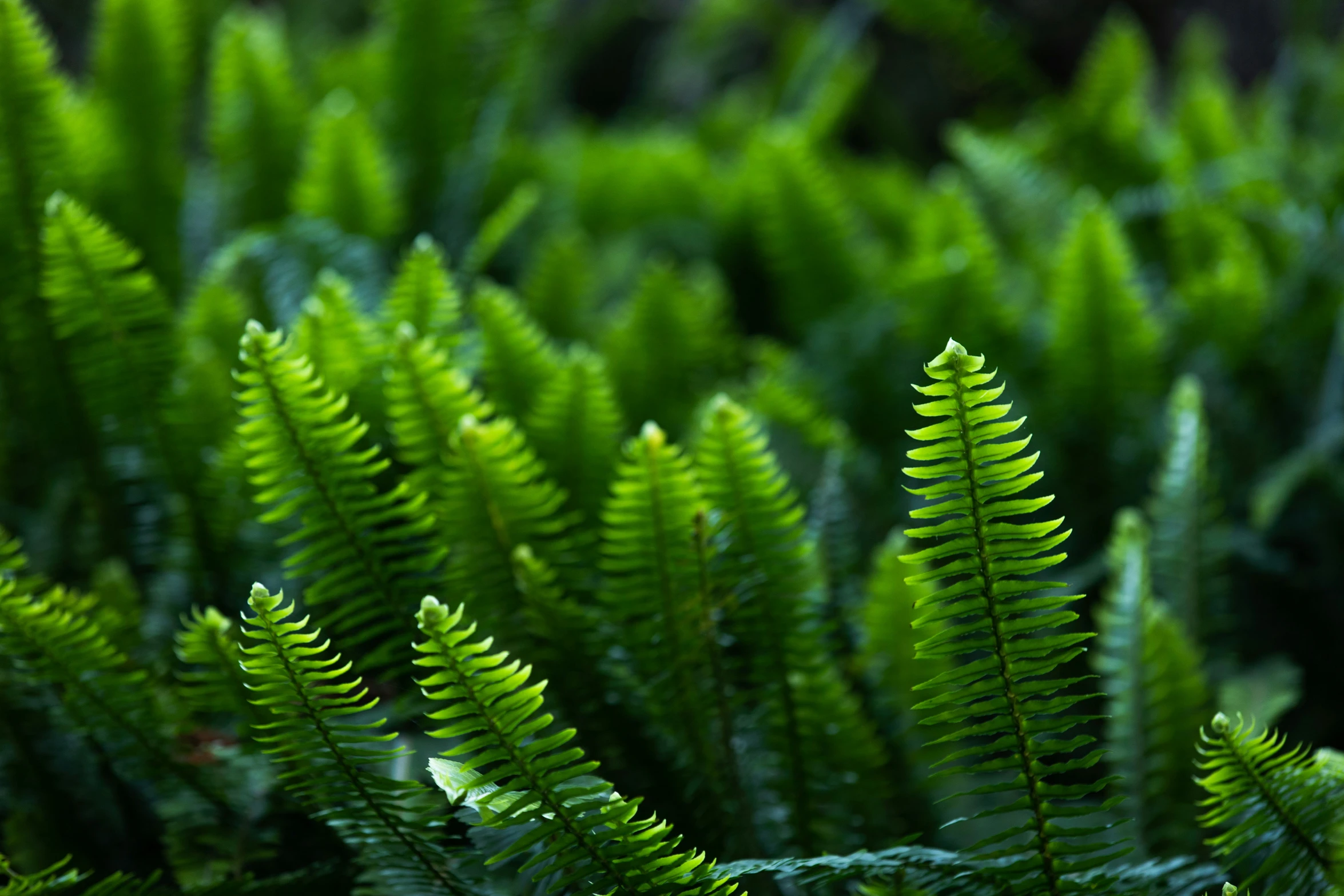 green plant leaves and blurry background in a forest