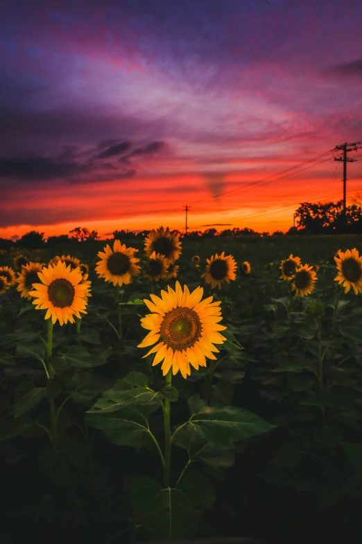 an intense sunset over sunflowers at sunset