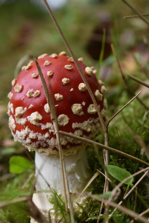 a small mushroom grows among leaves and stems