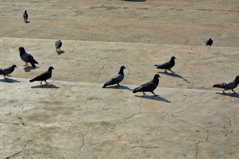 a flock of birds walking along side of cement