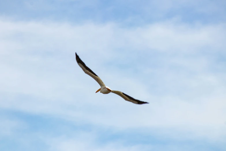 the bird is soaring in the air while it's just flapping