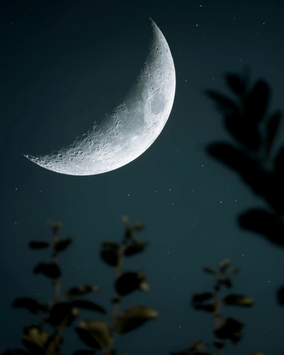 a moon shining on the night sky over some plants