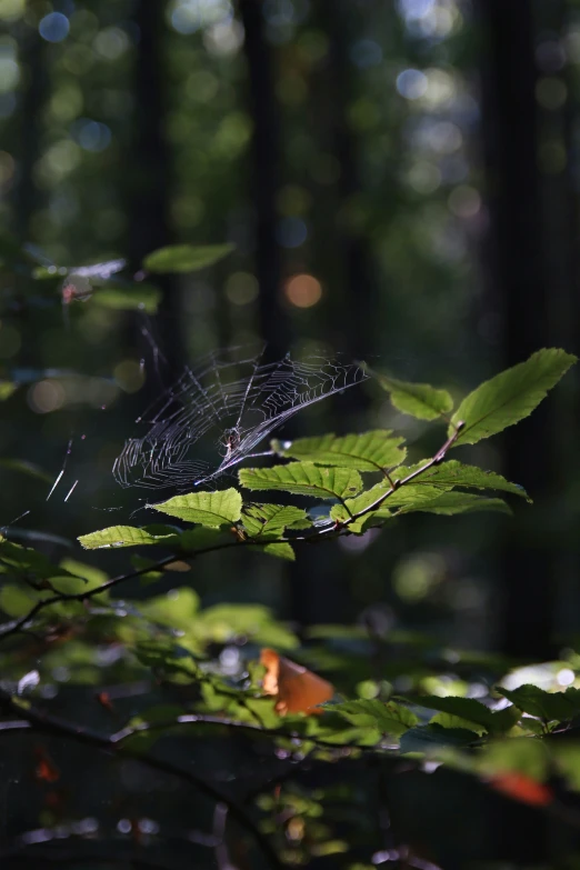 an insect sits on the tree limb