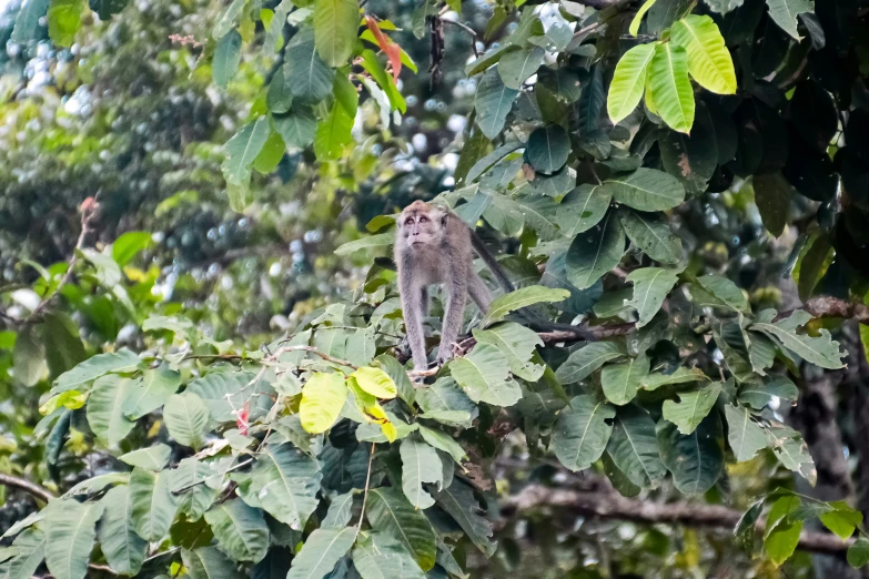 there is a small cat on the tree limb