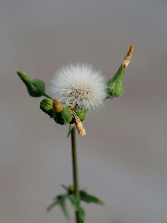 the dandelion is on top of the flower