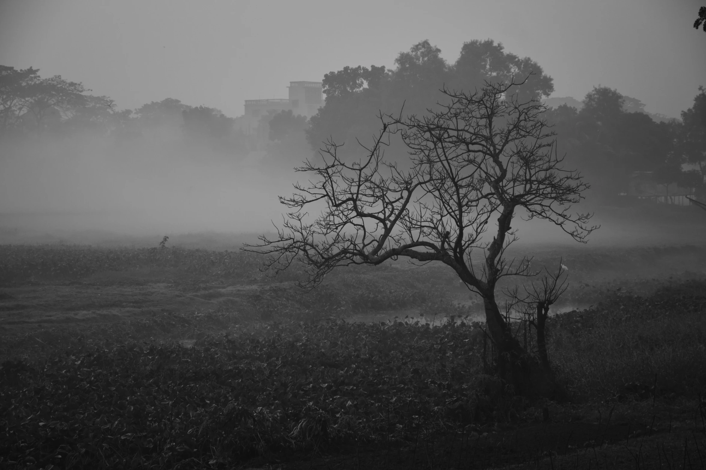 the fog in the trees is making it seem like there is only one tree in the area