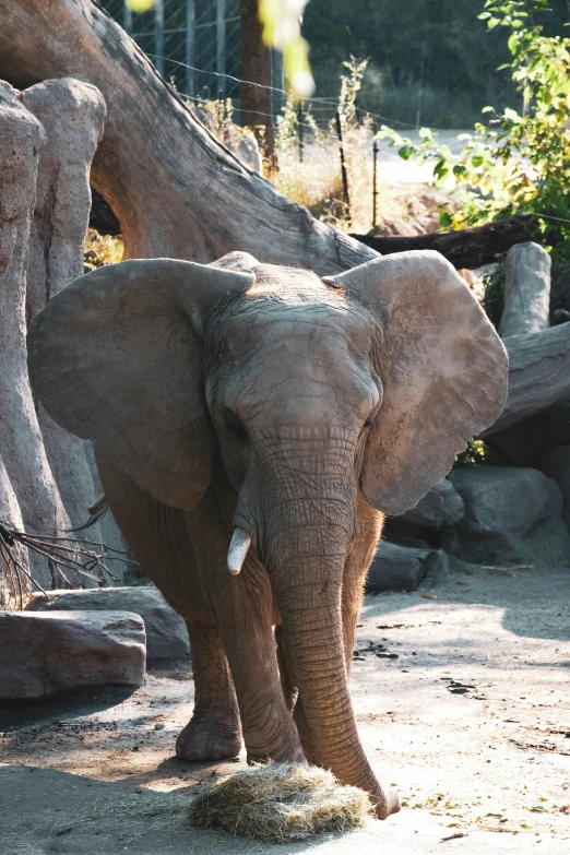 a small elephant standing in the shade in an enclosure