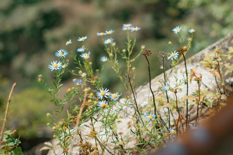 small blue daisies growing on rocks in a field