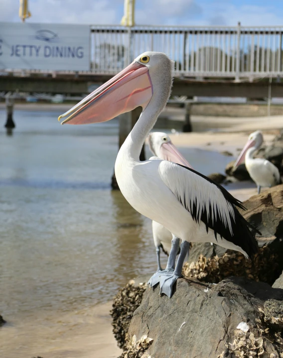 a pelican is on the rocks of the water with others behind it