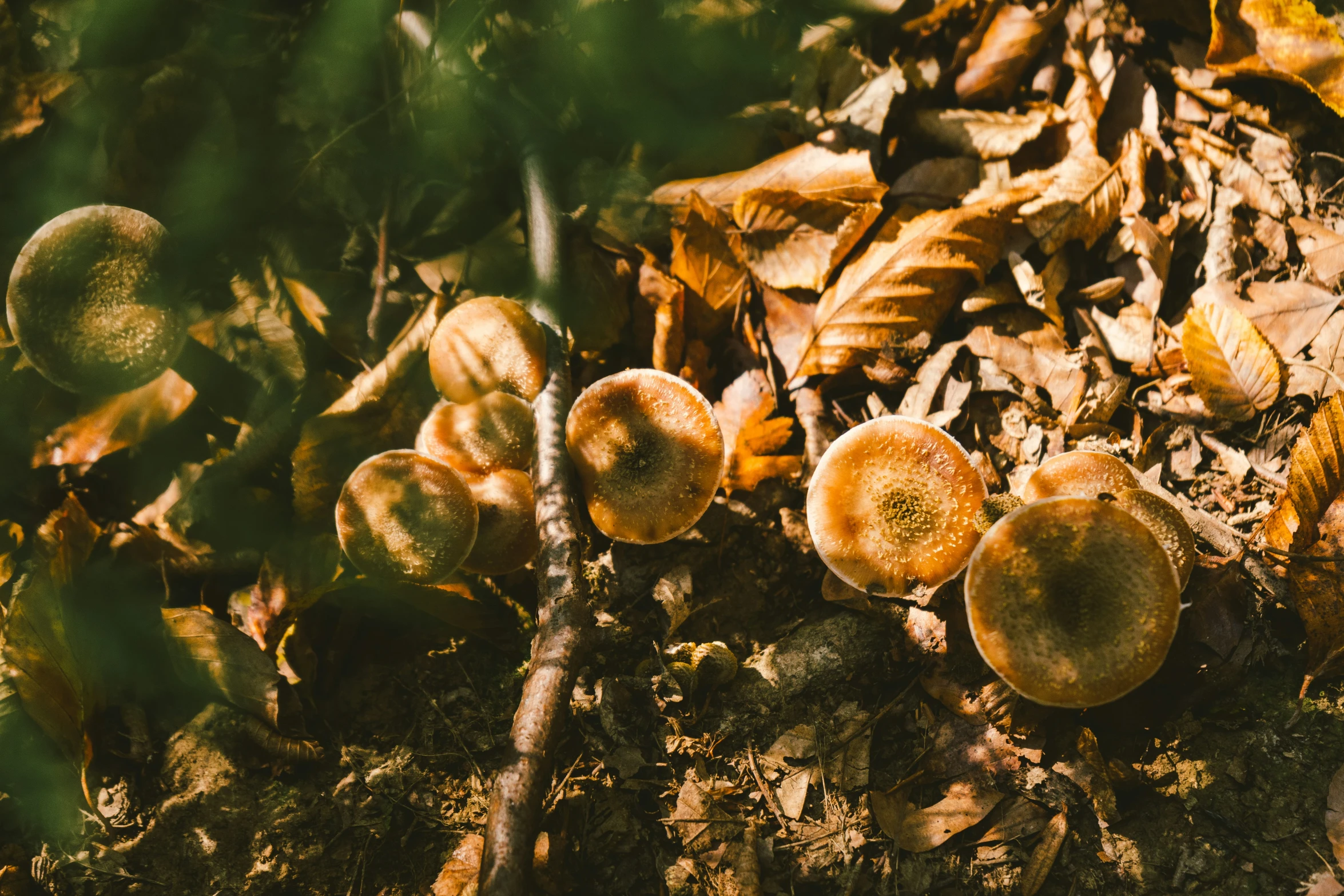 a group of mushrooms that are on the ground