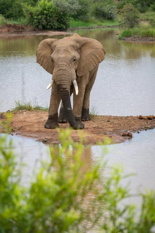 a elephant that is standing near water