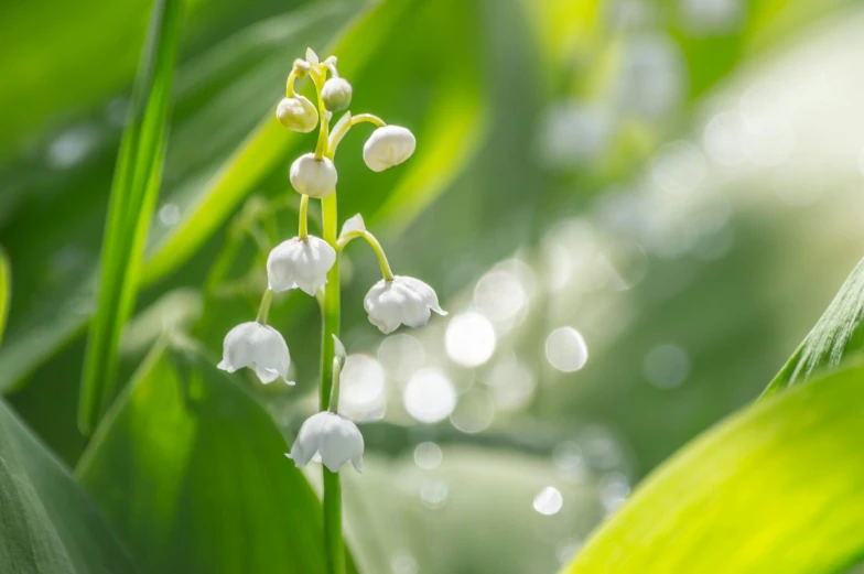 an image of lily of the valley or flower in the rain