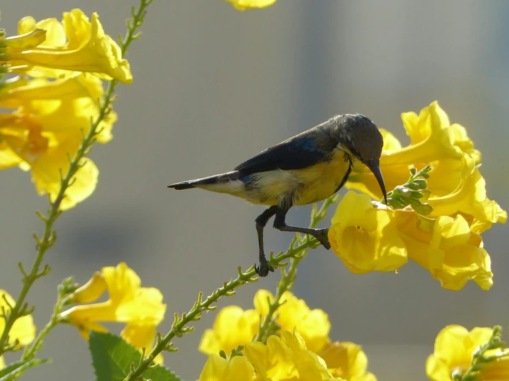 a close up of a bird on a bush with yellow flowers