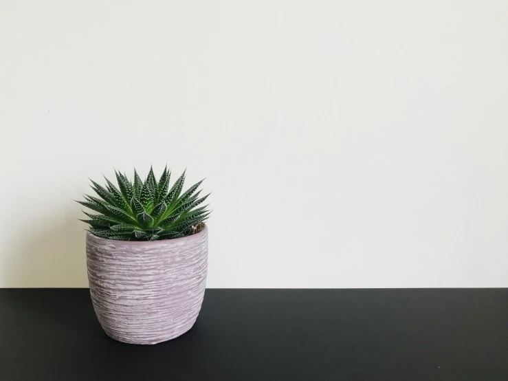 small potted plant in front of a wall