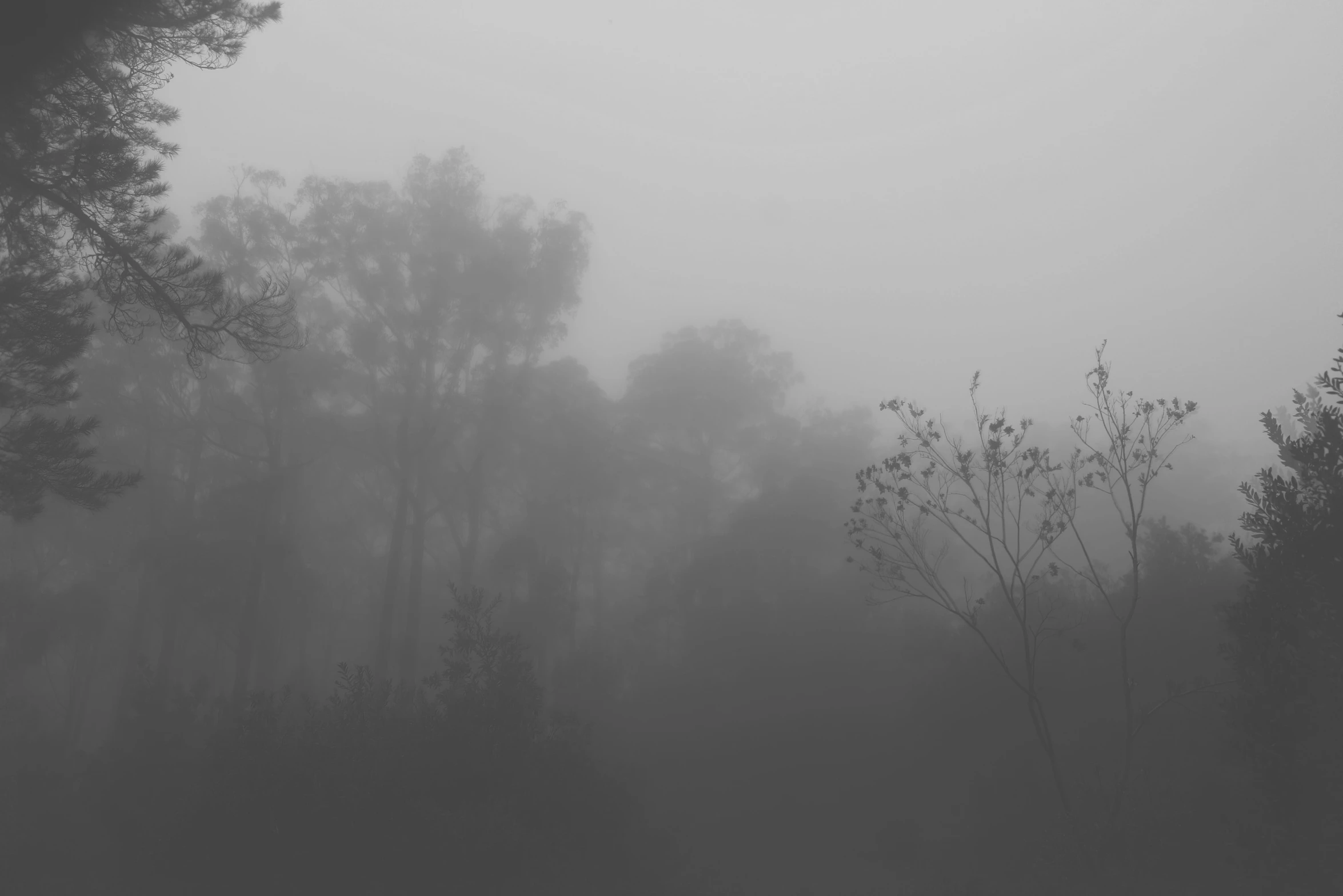 fog in a forest and with tree nches