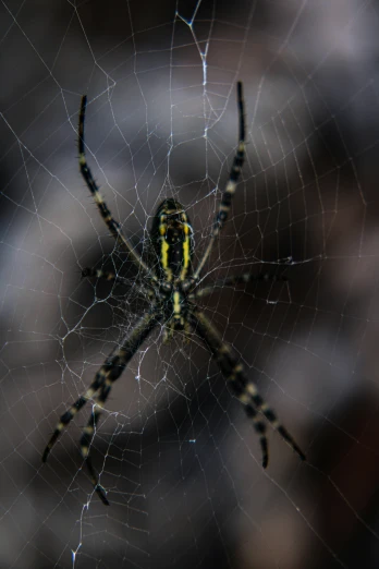 a large yellow and black spider with two small eyes