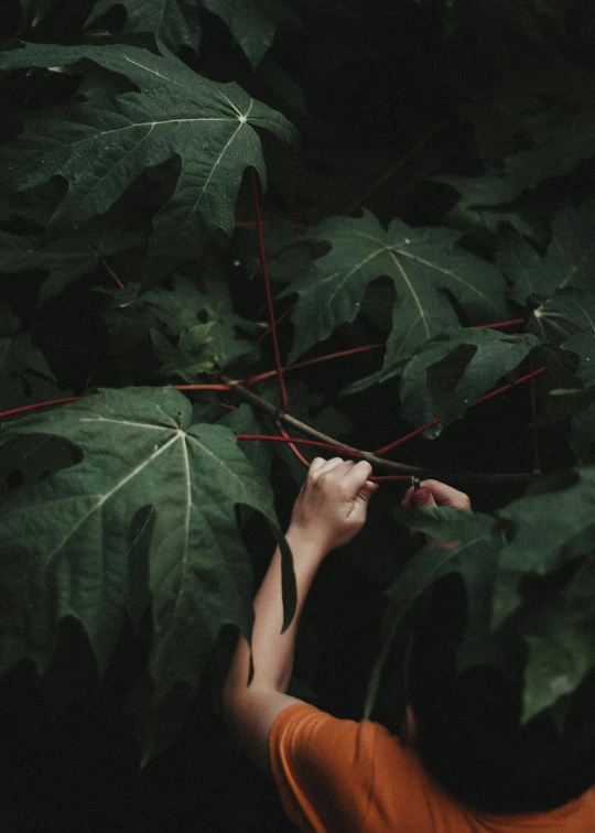 a woman picking up the leaves from a tree