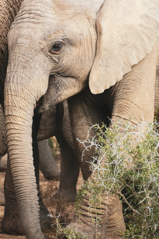 an elephant's face is pictured next to a bush