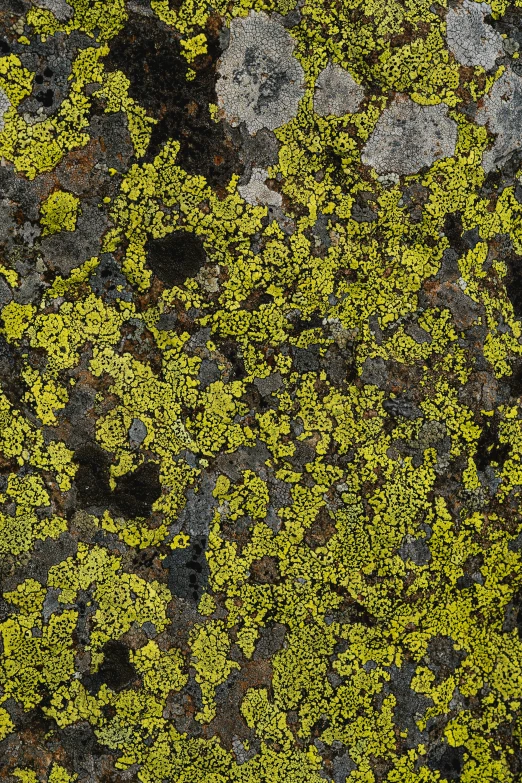 the brown, green and black moss is growing on the ground