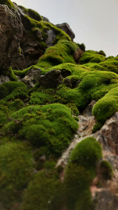 a very nice looking area with grass growing on rocks