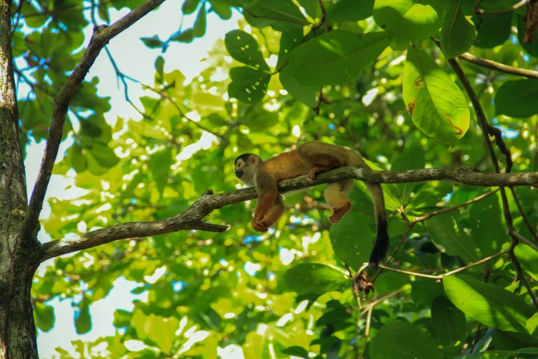 a squirrel sleeping on the nch of a tree