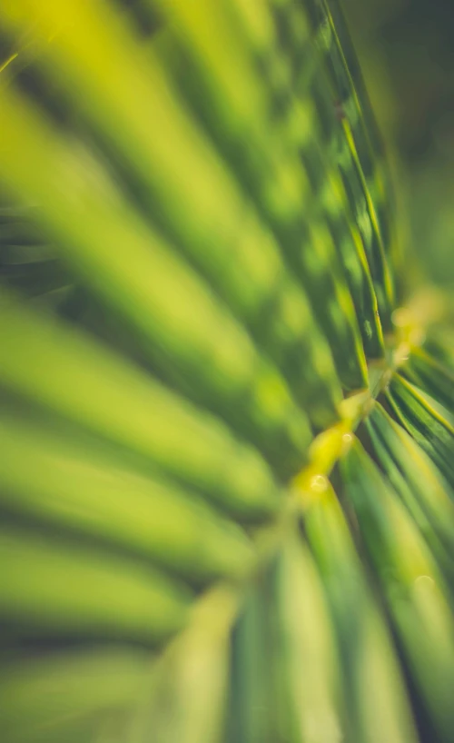 a large green plant is blurry with the light