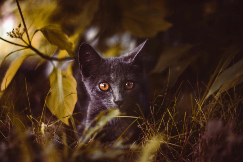 a black cat looking at the camera through tall grass