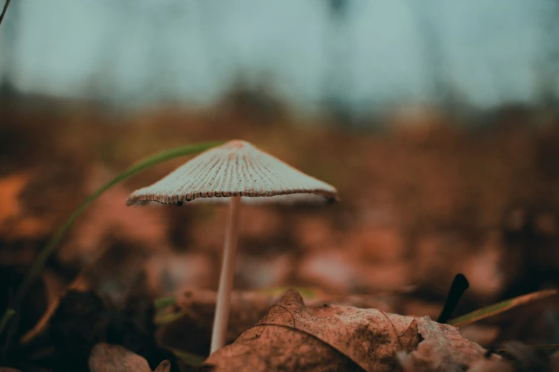 a mushroom is on the ground surrounded by leaves