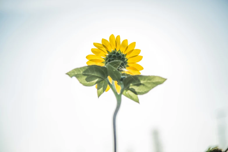 a yellow sunflower is standing on a stalk