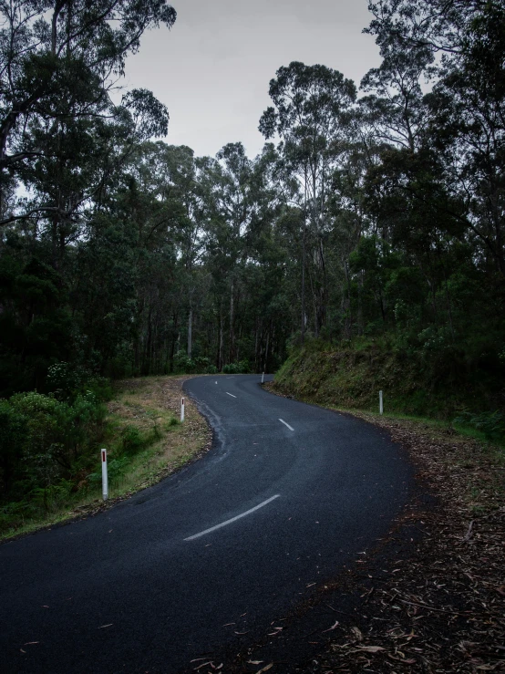 a road curves into the distance, with trees on either side