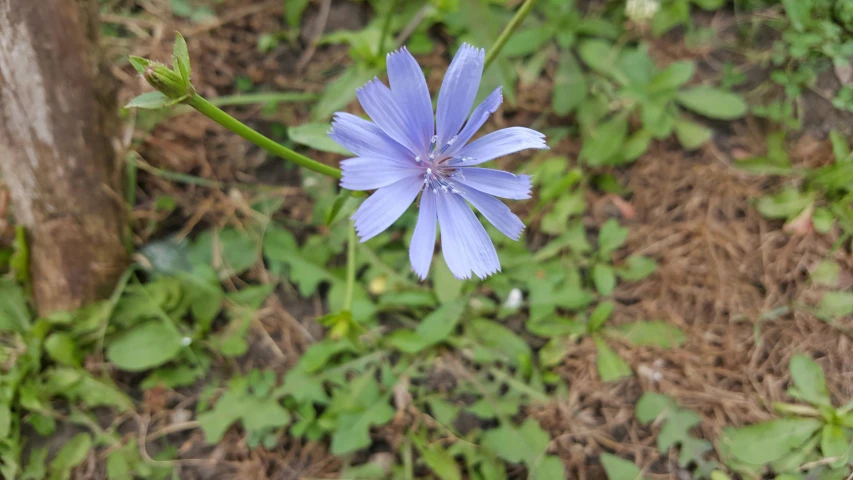 a small blue flower in a grassy area