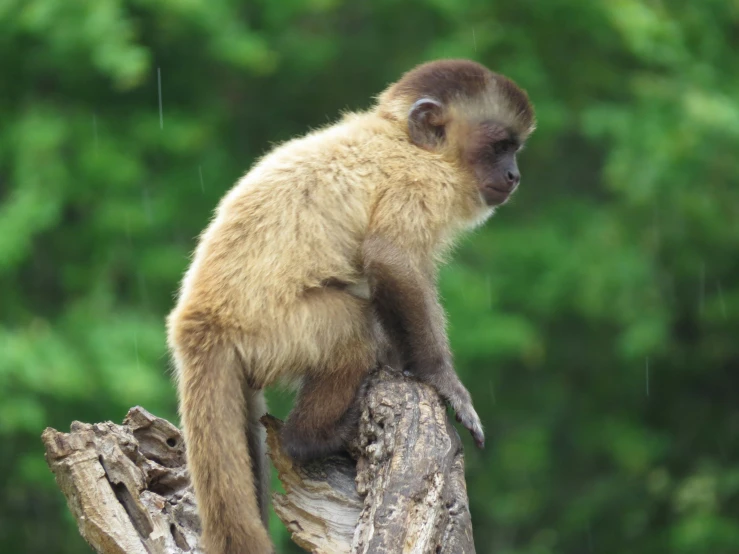 a monkey standing on top of a tree limb