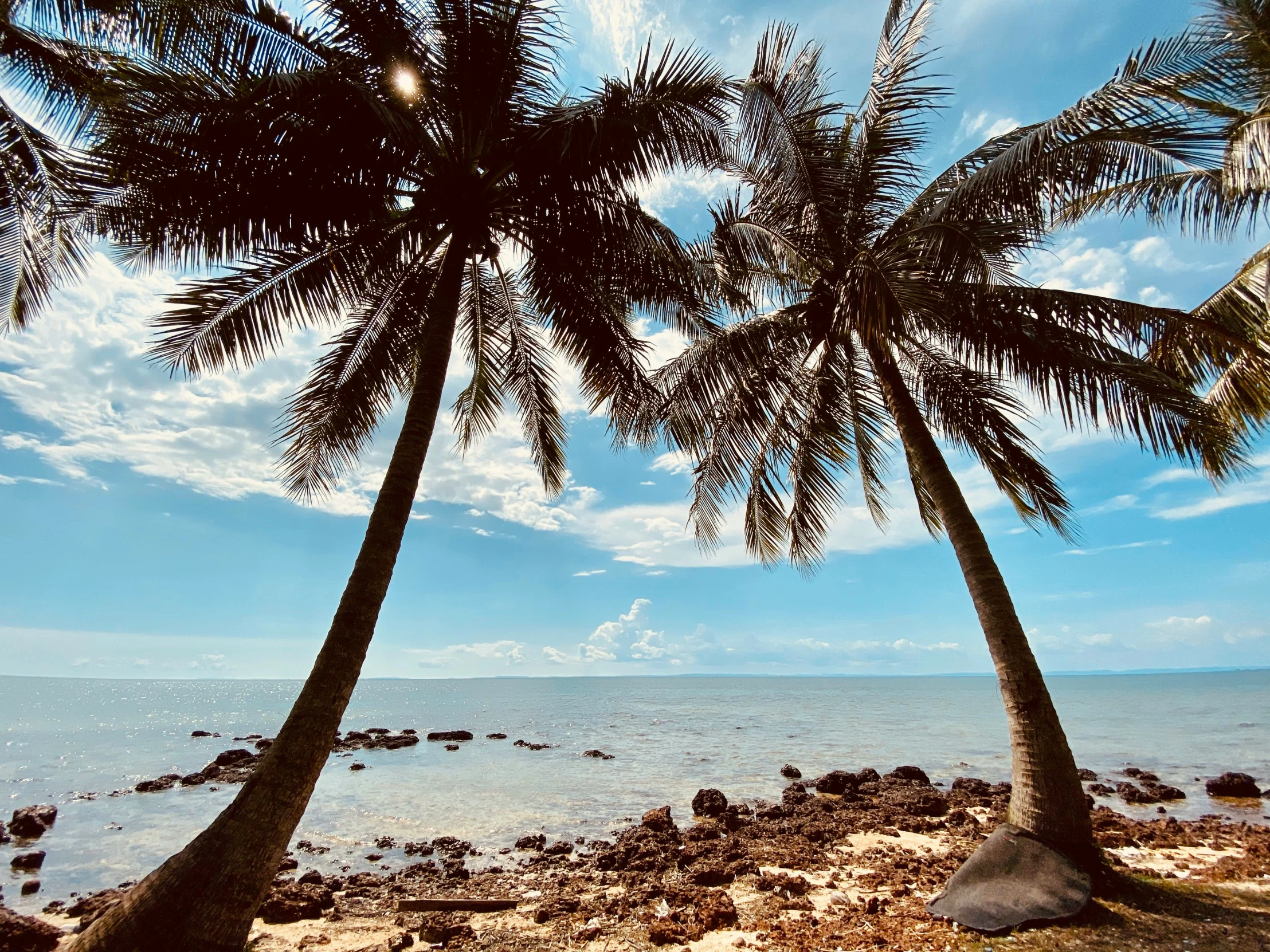 two palm trees stand next to the water