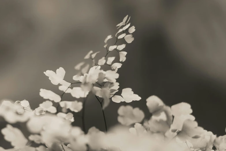 a po of small white flowers in black and white