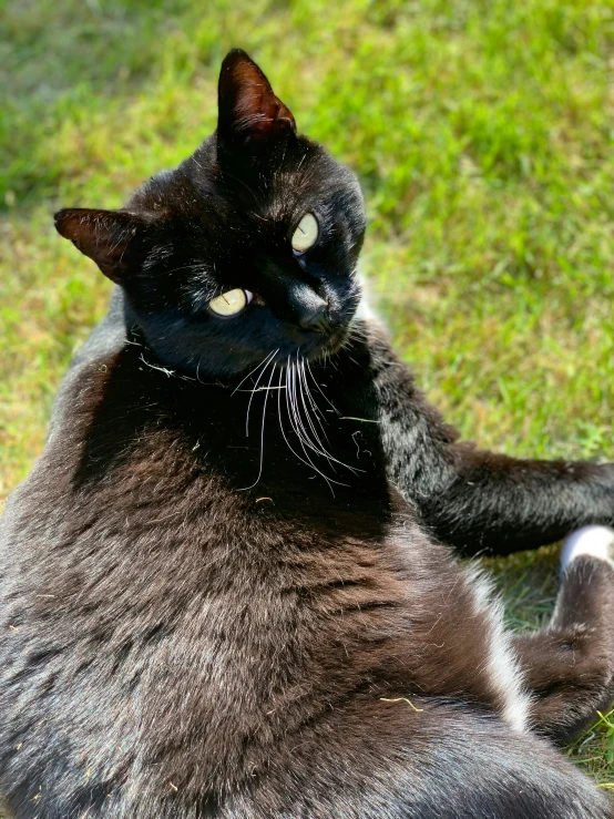 a black cat sitting on the ground outside