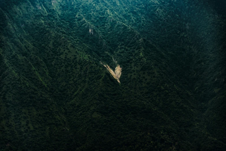 a large forest filled with lots of green trees