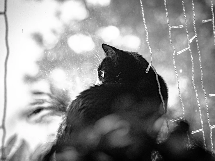 a cat standing by a net staring off into the distance